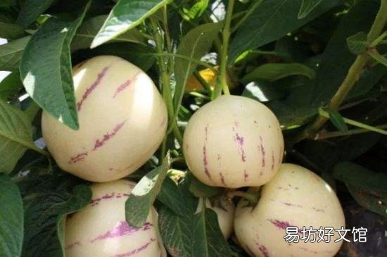 人参果吃多了会上火吗