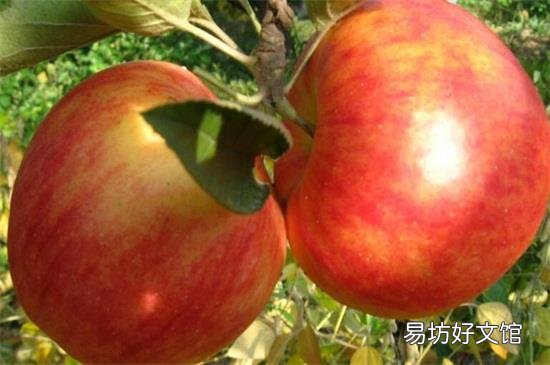 张家口特产