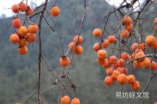 柿子与茶能一起吃吗