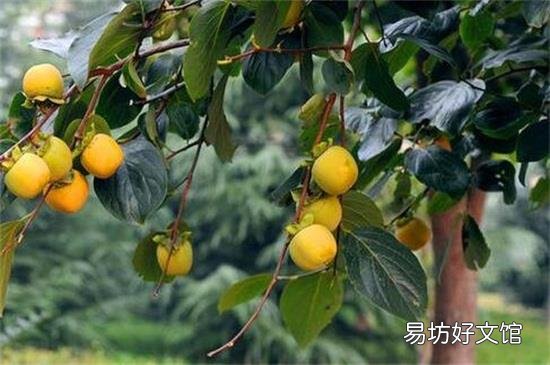 柿子可以和红心柚子一起吃吗