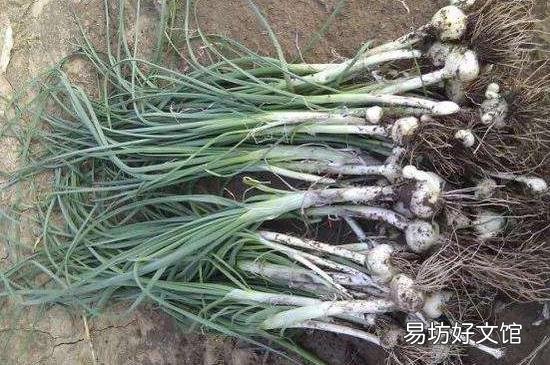 什么人不能吃野蒜