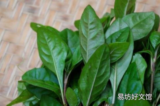 枸杞叶和什么相克