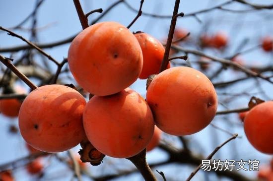 柿子和菠菜能一起吃吗