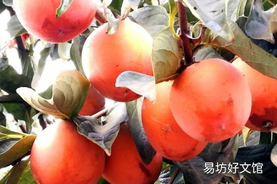 柿子和葡萄能一起吃吗
