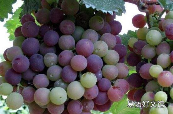 柿子和葡萄能一起吃吗