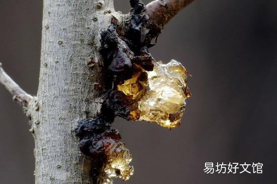 桃浆的害处