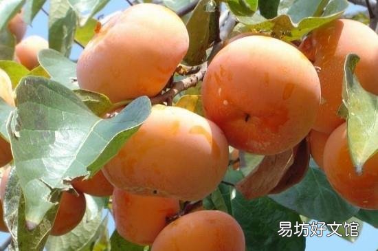 柿子和豆腐能一起吃吗