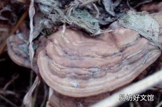 树舌可以吃吗