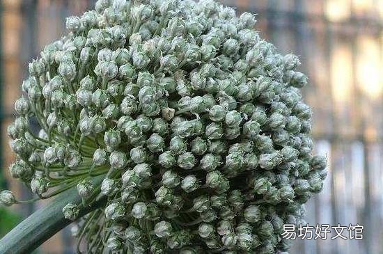 吃韭菜籽有什么禁忌