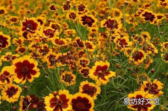昆仑雪菊的功效与作用及禁忌
