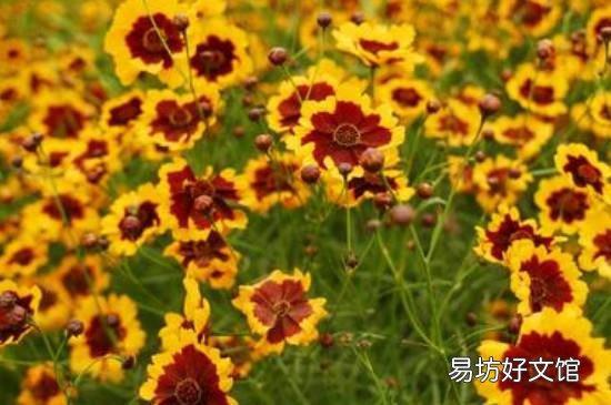 昆仑雪菊的功效与作用及禁忌