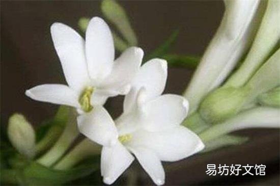 夜香花的食用禁忌