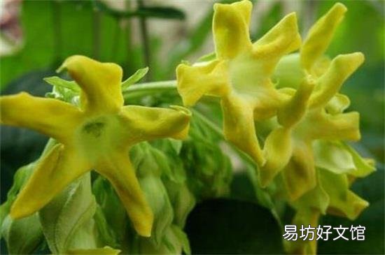 夜香花的食用禁忌