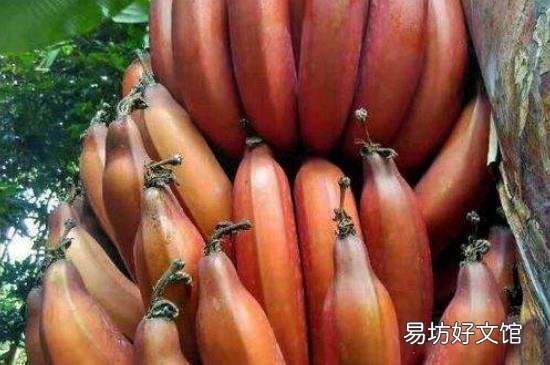 红皮香蕉是转基因的吗