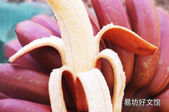 红皮香蕉是转基因的吗