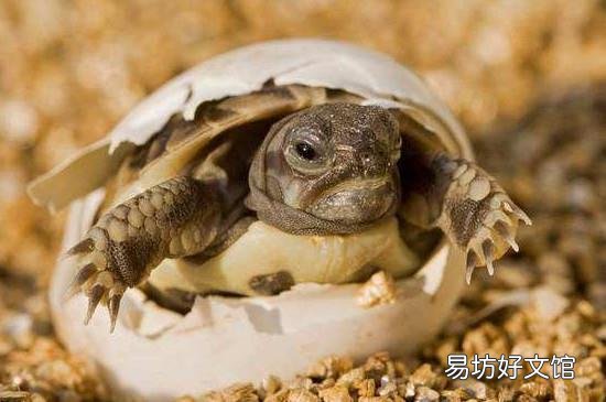 吃乌龟蛋的禁忌