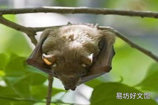 杀虫剂能赶走蝙蝠吗