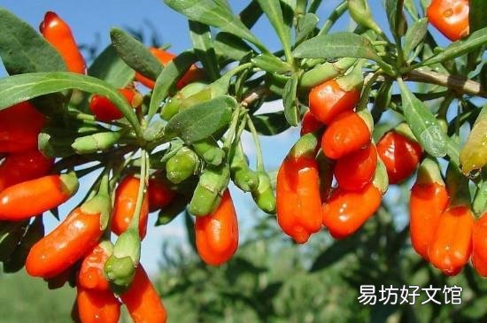 新鲜枸杞子能吃吗