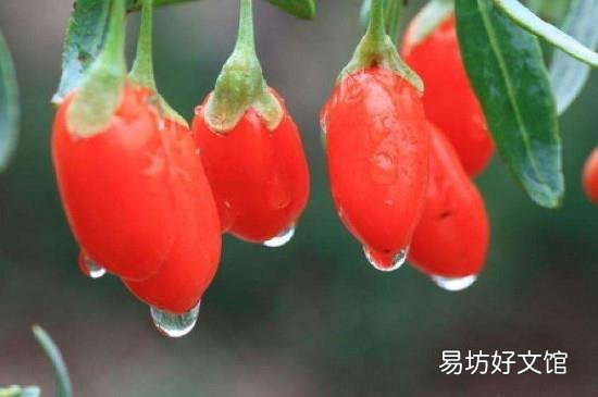 新鲜枸杞子能吃吗