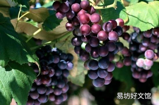 板栗和葡萄可以一起吃吗