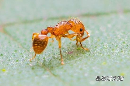 小黄家蚁咬人有毒吗