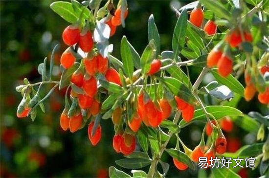 鲜枸杞能吃吗
