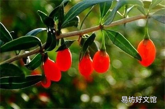 鲜枸杞能吃吗