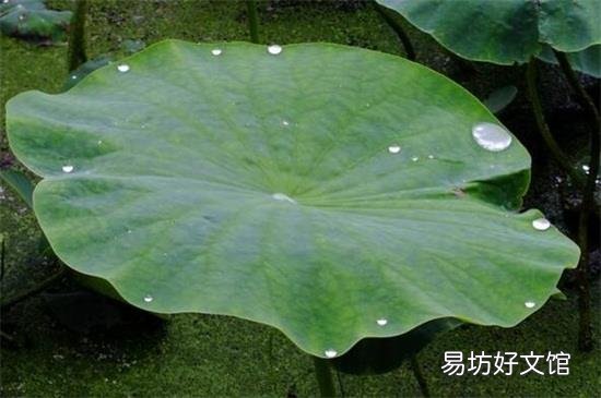 鲜荷叶怎样晒干并能发绿