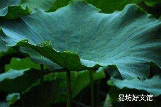 鲜荷叶怎样晒干并能发绿