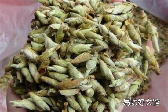 雀嘴茶的功效与禁忌