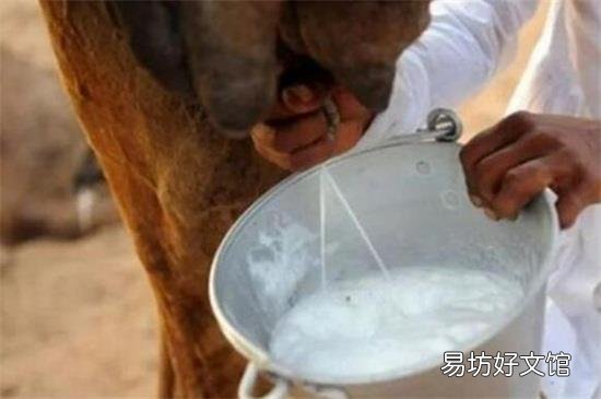 骆驼奶禁忌