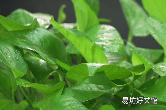 绿萝可以放在卧室吗