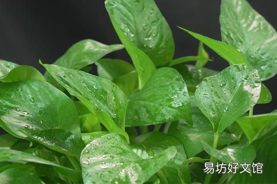 绿萝可以放在卧室吗