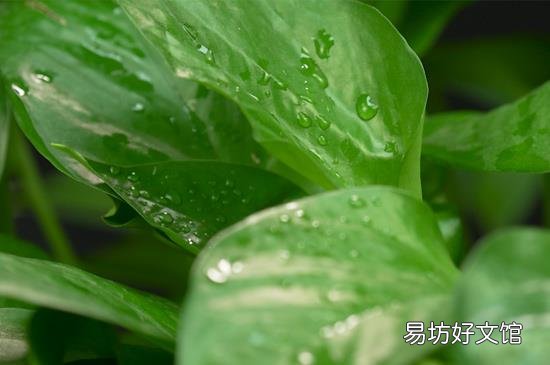 绿萝几天浇一次水