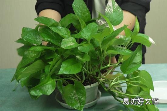 绿萝几天浇一次水