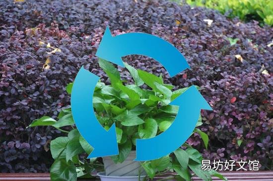 一棵绿萝七个鬼