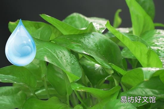 一棵绿萝七个鬼