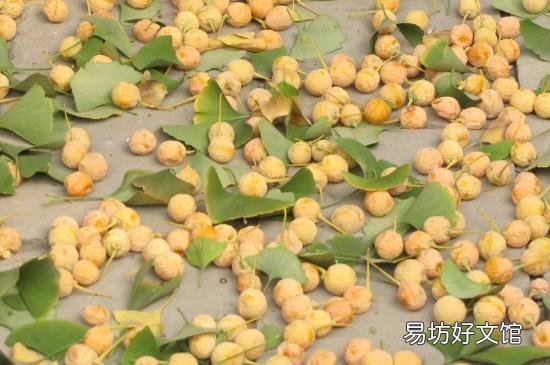 新鲜的银杏果怎么处理