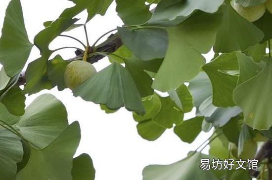 银杏果泡水喝怎么处理