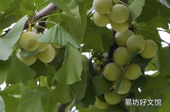 银杏果泡水喝怎么处理