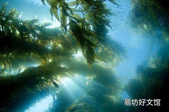 海藻为什么可以补水
