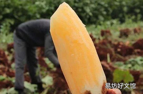 雪莲果为什么会裂开