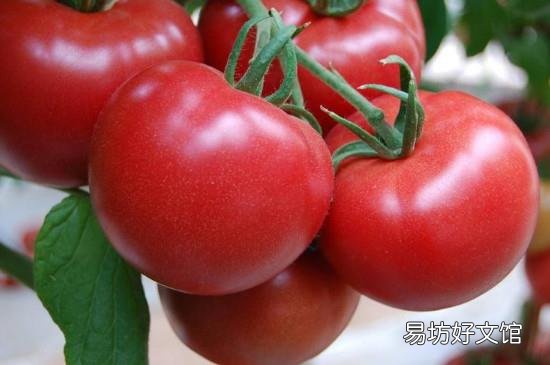 夏天消暑吃什么水果