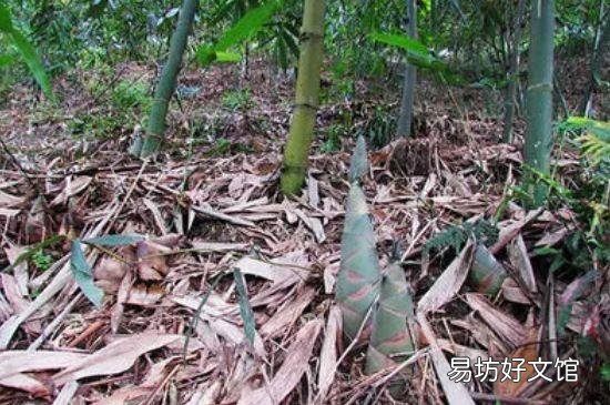 竹笋为什么肥皂水味