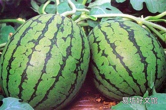 西瓜头和尾巴哪边甜