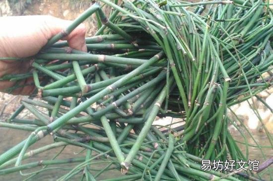 节节草什么人不能吃