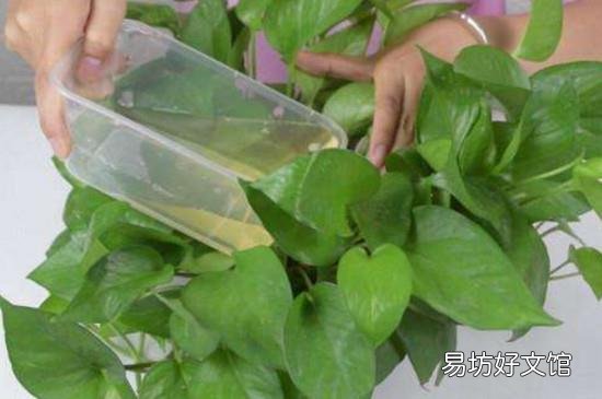 啤酒浇花需要发酵吗