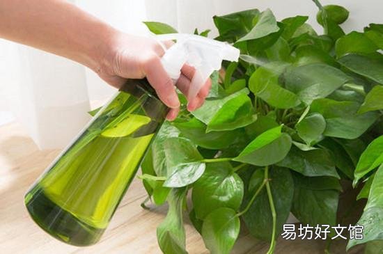 啤酒浇花需要发酵吗