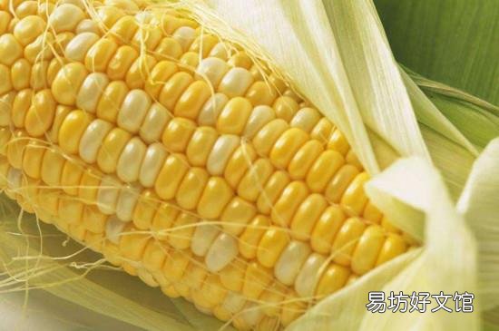 芒种可以种玉米吗