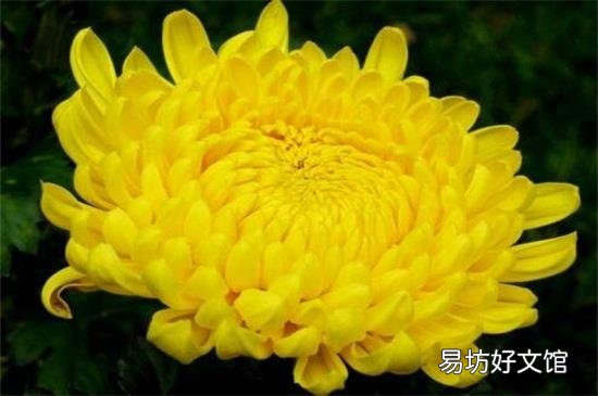 菊花怎么泡才不寒